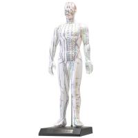 人体模型シリーズ けいけつくんII(WHO新規格対応経絡経穴鍼灸模型) | MEGA STAR