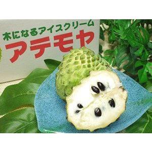 アテモヤのおすすめ人気商品一覧 通販 - Yahoo!ショッピング