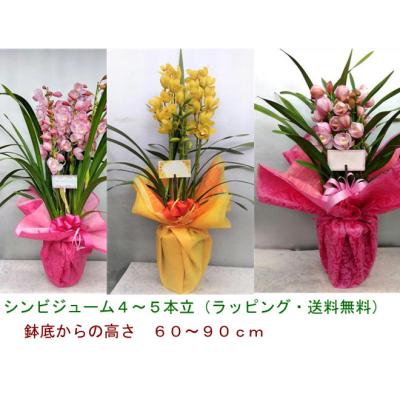 シンビジュームのおすすめ人気商品一覧 通販 - Yahoo!ショッピング