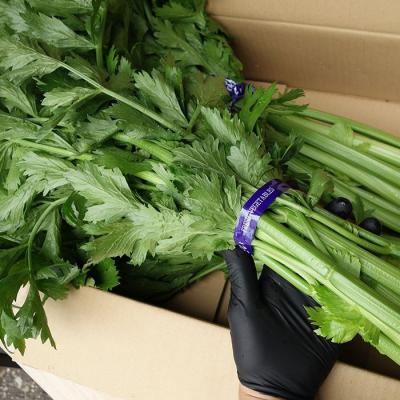 セロリ 株（セロリ）｜野菜 | 食品 のおすすめ人気商品一覧 通販