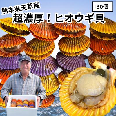 貝殻の装飾品　ヒオウギ貝 760gおまとめセット ヒオウギ貝 貝殻のおすすめ人気商品一覧 通販 - Yahoo!ショッピング