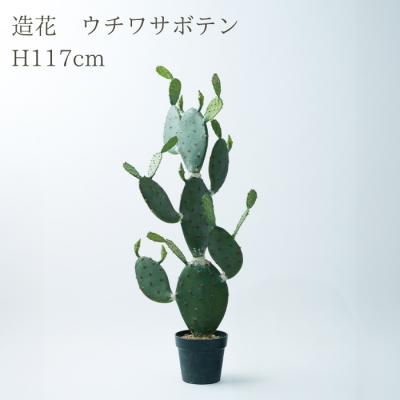 オプンチアの商品一覧 通販 - Yahoo!ショッピング