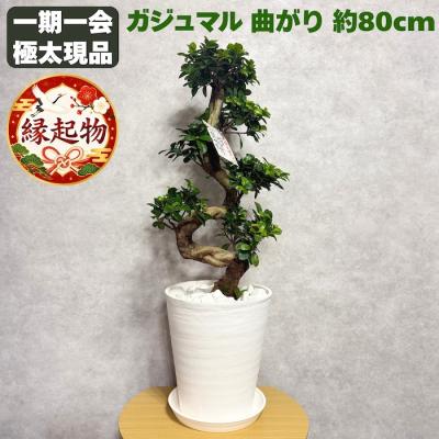 昇り竜（花、ガーデニング）のおすすめ人気商品一覧 通販 - Yahoo