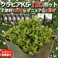 クラピア K5 9cmポット苗 120鉢セット 肥料1200g マニュアル付 薄桃品種 イワダレソウ改良種 グランドカバー | ミドリスークラピアと雑草対策ー
