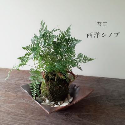 シノブシダ（花、ガーデニング）の商品一覧 通販 - Yahoo!ショッピング