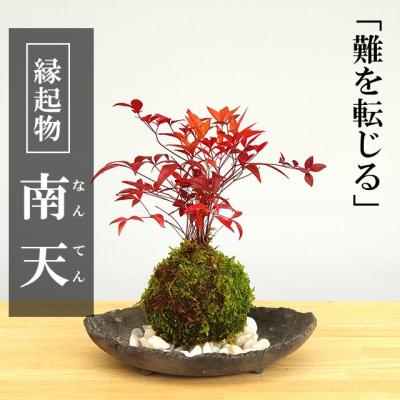南天のおすすめ人気商品一覧 通販 - Yahoo!ショッピング