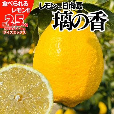 日向夏のおすすめ人気ランキングTOP100 - Yahoo!ショッピング