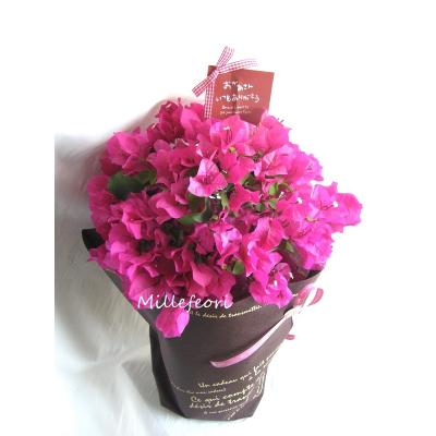 ブーゲンビリア ピンク(花、ガーデニング)の商品一覧 通販 ブーゲンビリア ピンク(花、ガーデニング)の商品一覧 通販