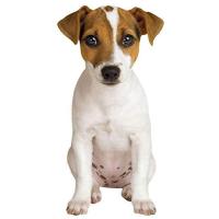 樹脂製 ガーデン彫像 動物 立っているジャックラッセル テリア 黒白 成犬の像 置物 ガーデニング 庭 Wf Hiln1304 B E Zipang 通販 Yahoo ショッピング