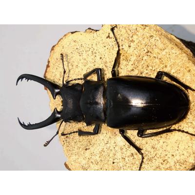 ギラファノコギリクワガタ亜種ケイスケ83ミリ雄単品（ホワイト
