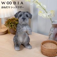 WOOBIA おねだり シュナウザー H17327 ウービア かわいい ミニチュアシュナウザー 置き物 インテリア シュナ友 ギフト プレゼントに | MJSOFT Yahoo!店