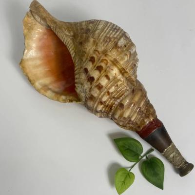 法螺貝のおすすめ人気商品一覧 通販 - Yahoo!ショッピング