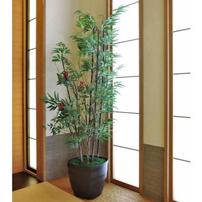 天然【黒竹（根付き）】❗ 黒竹 【公式通販】