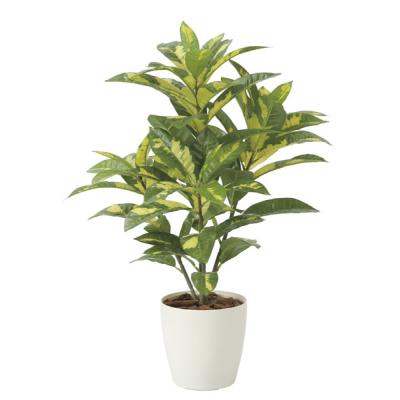 クロトンのおすすめ人気商品一覧 通販 - Yahoo!ショッピング