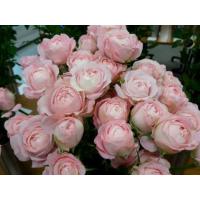 森農園ネットショップ - 19オリジナリティ溢れる育種家の切り花