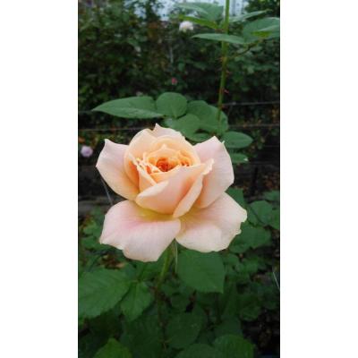 森農園ネットショップ - 19オリジナリティ溢れる育種家の切り花