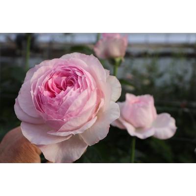 森農園ネットショップ - 19オリジナリティ溢れる育種家の切り花