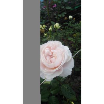 バラ苗(入手困難切り花種) 超激レア種 接ぎ木 超大株 バラ苗(入手困難切り花種) 超激レア種 接ぎ木 超大株