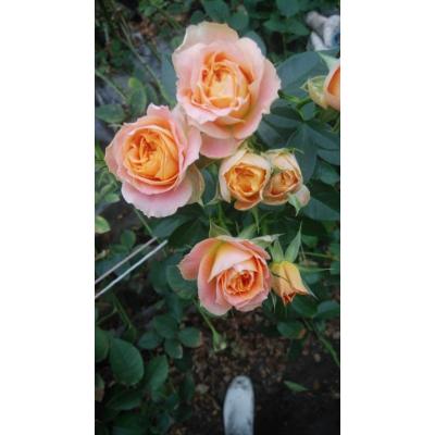 森農園ネットショップ - 19オリジナリティ溢れる育種家の切り花品種