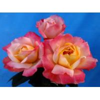 バラ切り花品種（苗） | 花、ガーデニング のおすすめ人気商品一覧