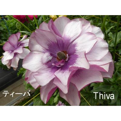 森農園ネットショップ - ラナンキュラス|Yahoo!ショッピング 森農園ネットショップ - ラナンキュラス|Yahoo!ショッピング
