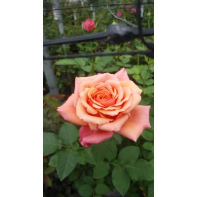 ♡NIINA様♡ご予約　バラ苗 ♡NIINA様♡ご予約 バラ苗 ♡NIINA様♡ご予約 バラ苗