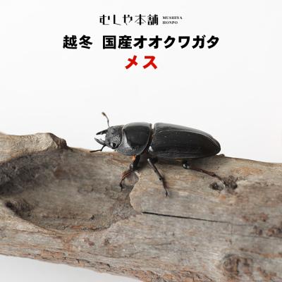 オオクワガタ メスの商品一覧 通販 - Yahoo!ショッピング