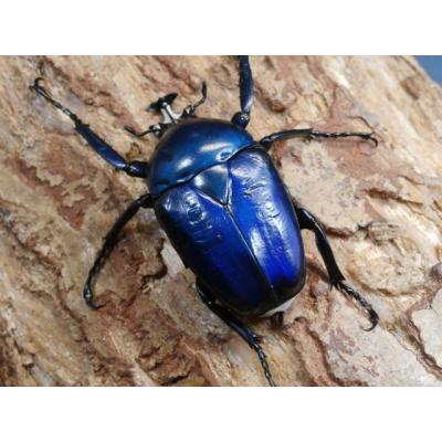 カナブンのおすすめ人気商品一覧 通販 - Yahoo!ショッピング