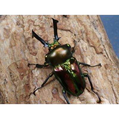 ニジイロクワガタ（昆虫生体）｜昆虫用品 | ペット用品、生き物 の