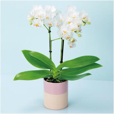 キンリョウヘン（鉢花）｜生花 | 花、ガーデニング のおすすめ人気商品