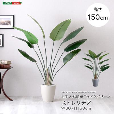 ストレリチア(人工観葉、フェイクグリーン)の商品一覧 | 花 ストレリチア(人工観葉、フェイクグリーン)の商品一覧 | 花