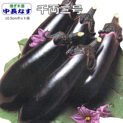 【まもなく終了！お早めに】千両2号 なす苗 茄子苗 野菜苗 50本 8cmポット 千両二号のおすすめ人気商品一覧 通販 - Yahoo!ショッピング