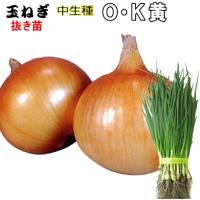 玉ねぎ苗 泉州00本 赤玉ねぎ800本