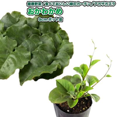 オカワカメ（苗） | 花、ガーデニング のおすすめ人気商品一覧 通販