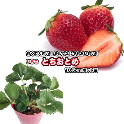 50本　イチゴ　苗　とちおとめ　苺 Amazon | 苺（イチゴ） とちおとめの苗（3苗セット） | 野菜