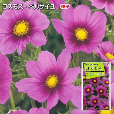 コスモス 苗（花の種）｜種、種子 | 花、ガーデニング の商品一覧 通販
