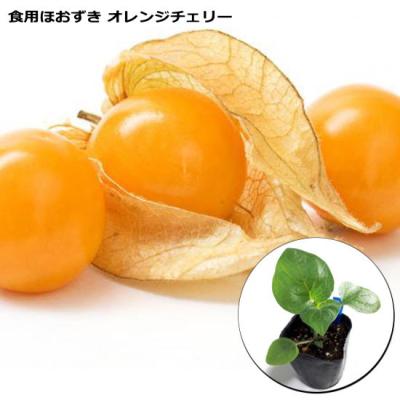 食用ほおずき（苗） | 花、ガーデニング の商品一覧 通販 - Yahoo