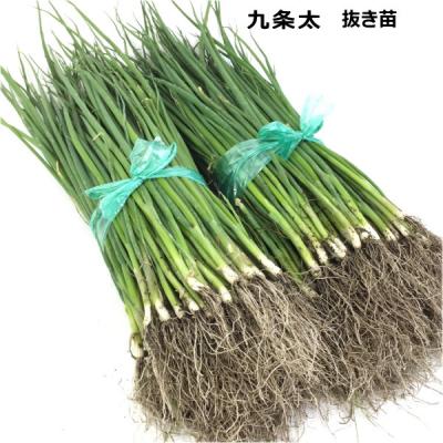 九条ネギ苗のおすすめ人気商品一覧 通販 - Yahoo!ショッピング