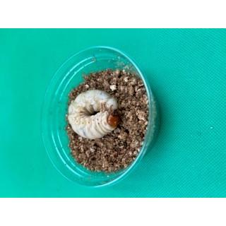 オオクワガタ幼虫(クワガタ)の商品一覧|昆虫生体|昆虫用品 オオクワガタ幼虫(クワガタ)の商品一覧|昆虫生体|昆虫用品