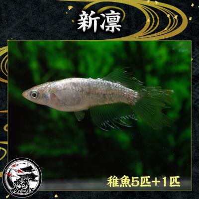 根来めだか - めだか稚魚｜Yahoo!ショッピング