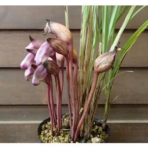 で*ん様 山野草・ホザキラン(希少種！ホザキラン) 日本花卉ガーデン