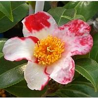 日本花卉ガーデンセンターYahoo!店 - 雪椿（ユキツバキ）の苗木｜Yahoo