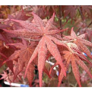 日本花卉ガーデンセンターYahoo!店 - 紅葉（モミジ）の苗木｜Yahoo