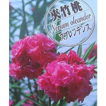 日本花卉ガーデンセンターYahoo!店 - キョウチクトウ（夾竹桃）｜Yahoo