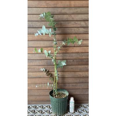 日本花卉ガーデンセンターYahoo!店 - ユーカリの苗木｜Yahoo!ショッピング