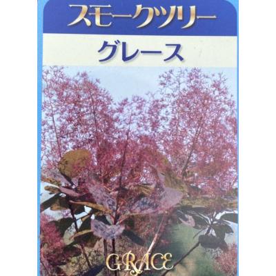 スモークツリー グレースの商品一覧 通販 - Yahoo!ショッピング
