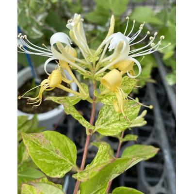 日本花卉ガーデンセンターYahoo!店 - 斑入り（ふいり）植物｜Yahoo