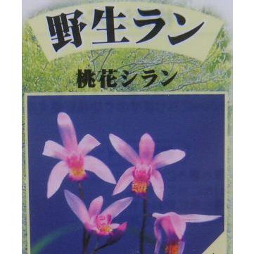 日本花卉ガーデンセンターYahoo!店 - シラン（紫蘭）｜Yahoo!ショッピング