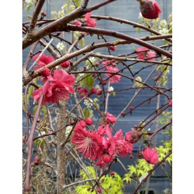 日本花卉ガーデンセンターYahoo!店 - 花桃の苗木｜Yahoo!ショッピング