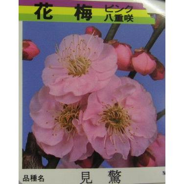 日本花卉ガーデンセンターYahoo!店 - 花梅の苗木｜Yahoo!ショッピング